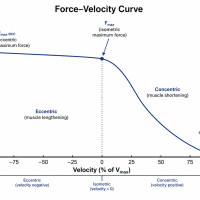 Force Velocity Curve Force Velocity Curve